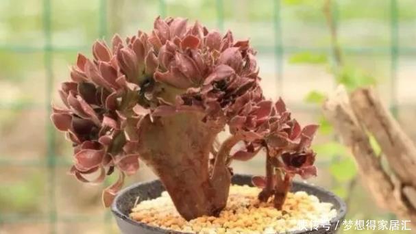 亏得|买多肉,“这4样”再便宜也不能要,不然亏得比赚得多!