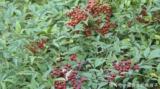 在大山里看到这种“果子”,记得赶紧扔掉,它可是含有“剧毒”