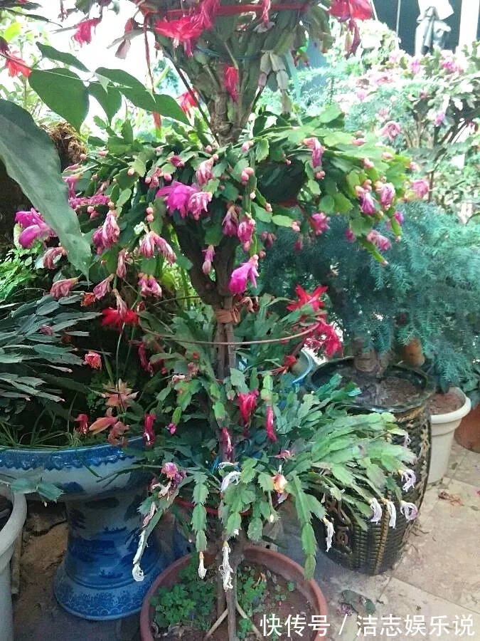这东西和蟹爪兰天生一对,嫁接百分百活,轻松变身蟹爪兰大树!
