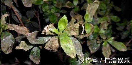 蓝妖|月季花杜鹃花栀子花总是养不活教你一招,连开3个月!
