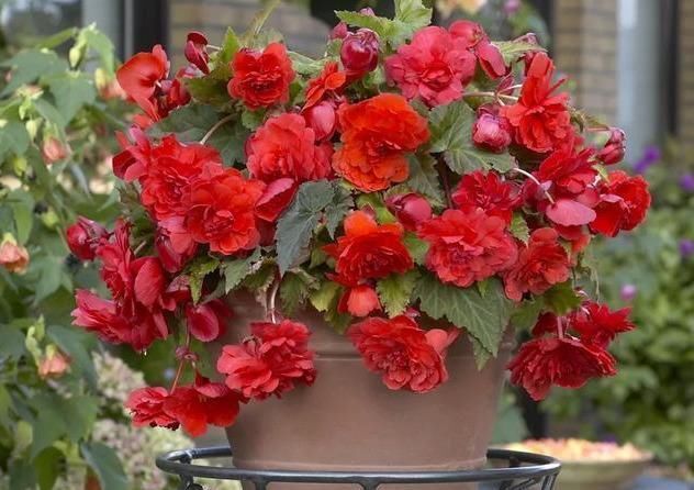 养这花就能把牡丹、茶花和三朵玫瑰的美丽结合在一起