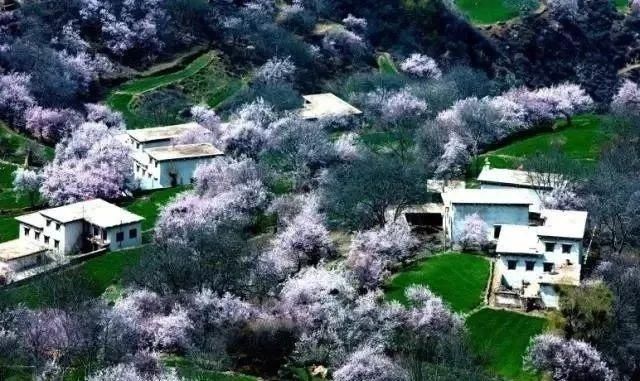 川藏南线G318必玩景点（六）丨感受不一样的高原桃花 觉龙桃花沟