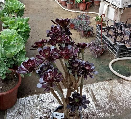 养多肉法师，做好这些事，不黑腐化水，长成老桩霸气十足