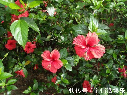 世界六大花期最长的花，养一盆全年有花赏，快看看你养过没