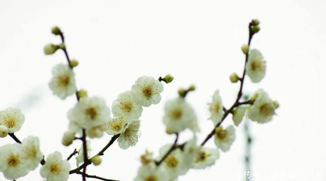 万里春&一首清新脱俗的咏梅诗,不仅写出了新意,同时每一句还另有深意!
