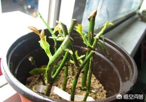 繁殖|月季花什么时候可以扦插?花农是怎样繁殖月季花的?