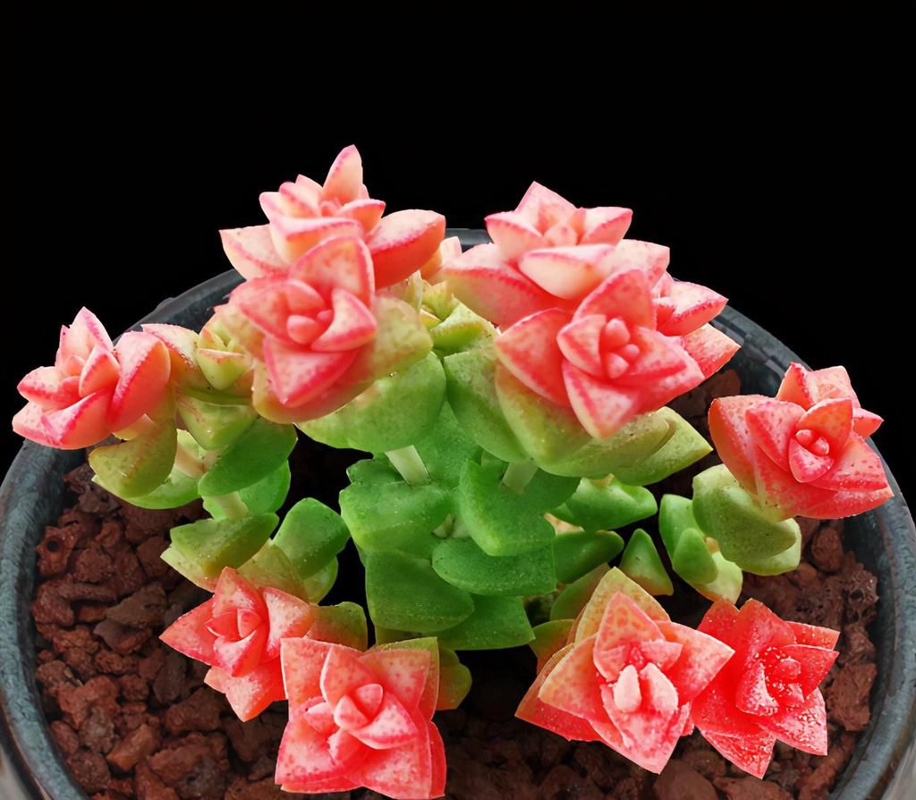  好看|养多肉小米星，掌握“3秘诀”，叶片肥美，颜色好看得不得了