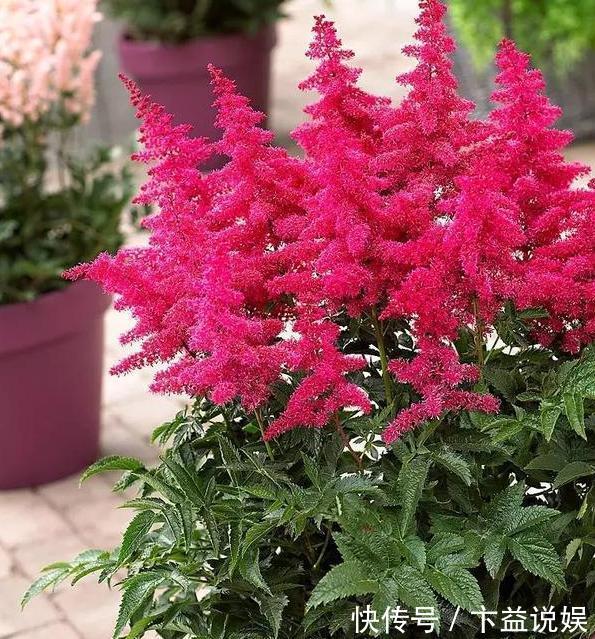 养殖|7款颜值高、管理容易的植物,忒适合地栽、盆栽,个个枝繁叶茂