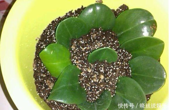 扦插金钱树，只需这三步，就能种出很多盆，萌新省钱了