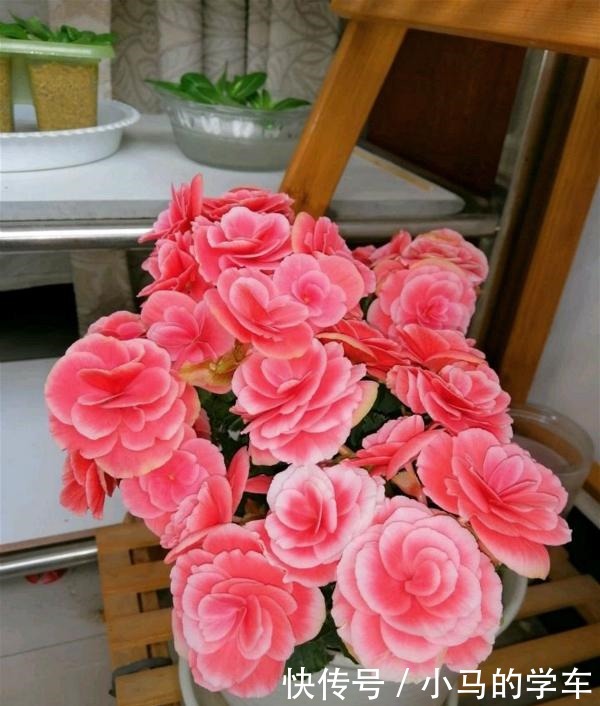 谁说室内养不好花这12种一养就开花，还特漂亮，喜欢养花别错过！