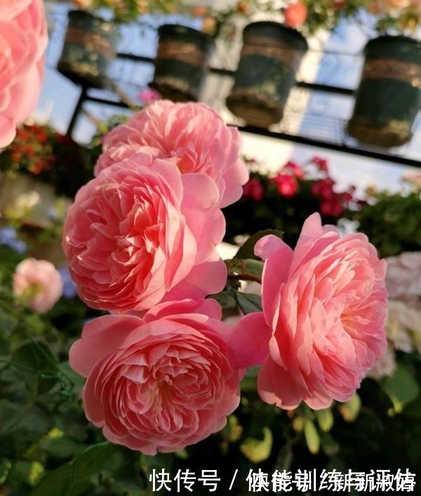 奥斯汀|他痴迷养花,露台养了100多盆花,盆盆美爆,惊艳全小区!