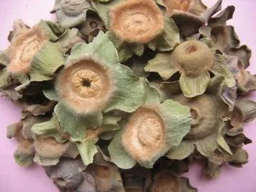 清热|【养生】一个柿子五味药,柿子有哪些功效?吃柿子有哪些禁忌?