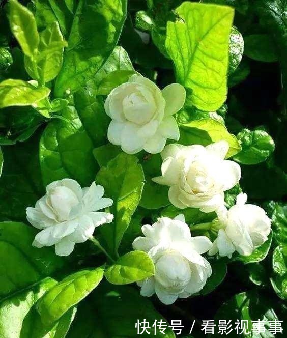 茉莉花|茉莉土加“一料”,根壮不黄叶,7天窜出一圈笋,养成繁花小老桩!