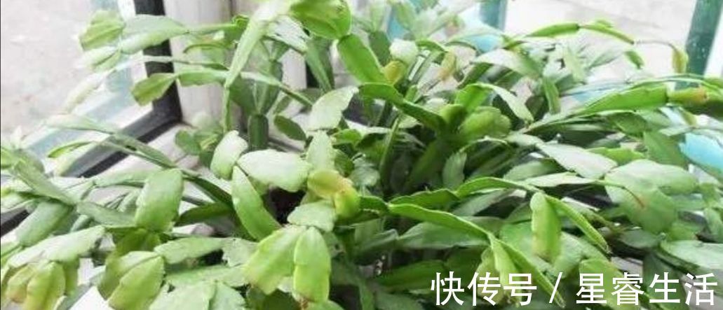 休眠|夏天3种花要休眠,要给它控水停肥,不然容易发生腐烂