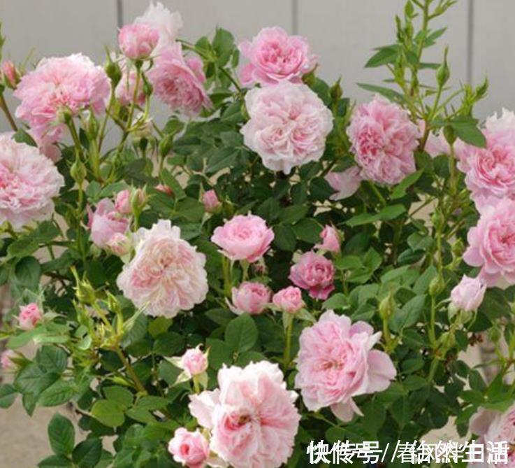 磷酸二氢钾|养花就养4种花,家里养一盆,浇水就疯长,开花爆盆很容易