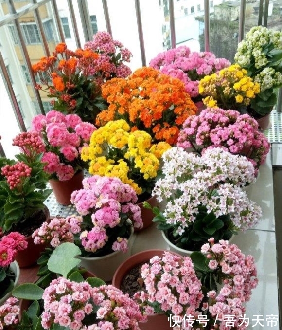 花盆|长寿花有“4喜3怕”,避开小坑,快速开花一大片,太省心了