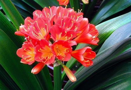 君子兰难开花?掌握几个小技巧,长新叶不夹箭,开出层叠群花!