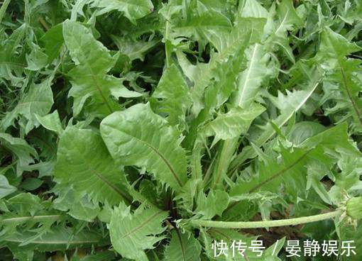 乳痛|养肝就是保命,3种野菜,养肝护肝,农村到处是宝,早了解早受益