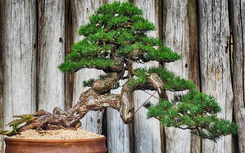 发芽|路边看到3个种子,捡回家种在花盆里,长成漂亮盆景!