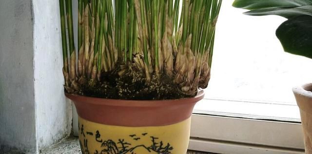 植物|养花养根的3个“通用法则”，学会了以后，根系撑破花盆