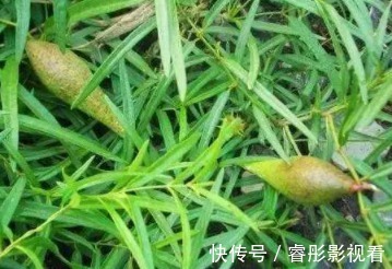 长得像玉米,花瓣上有茸毛,很多人不敢触碰,误会了