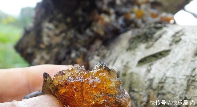 春天的农村里有这40种山珍野菜图片，让你轻松辨别山珍野菜