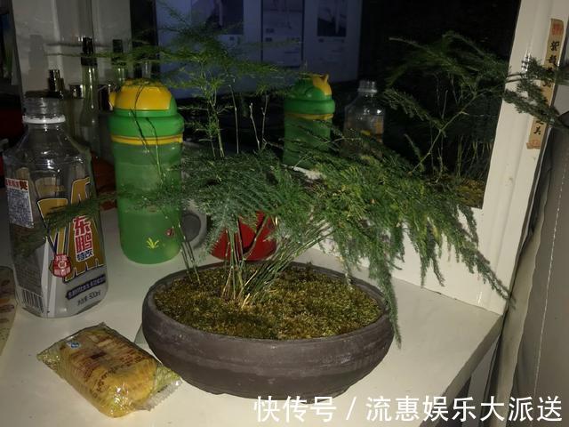 温湿度|封闭的阳台养花有妙招，养护一年的文竹怎么发新芽