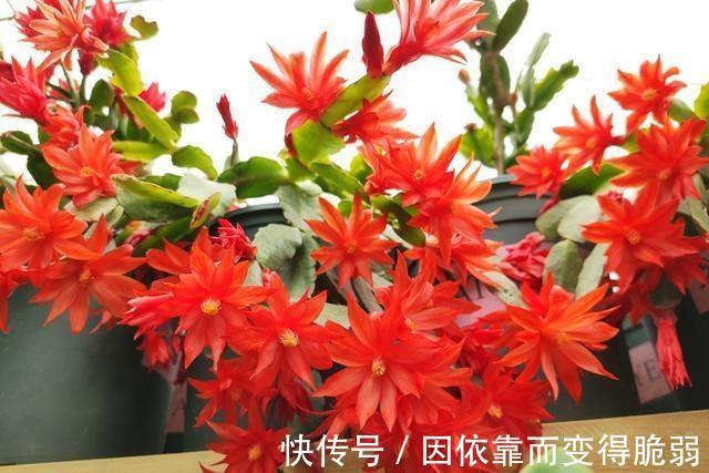 家庭养花，那就选此6种，好养易管理，你也能变养花高手