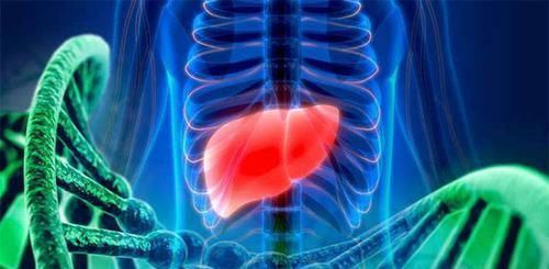 角鲨烯|肝不好不要怕,常吃6种食物,增强肝功能,肝脏或越来越健康