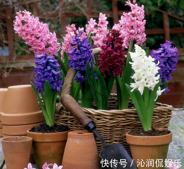 虫子|家里无论养啥花，提前做“3步”，以后虫子少、不烂根
