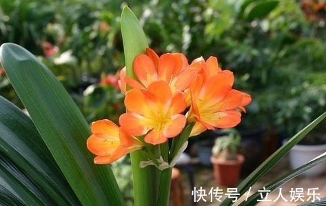 卖花表姐放出大招！君子兰原来是这样养的怪不得总是养不好