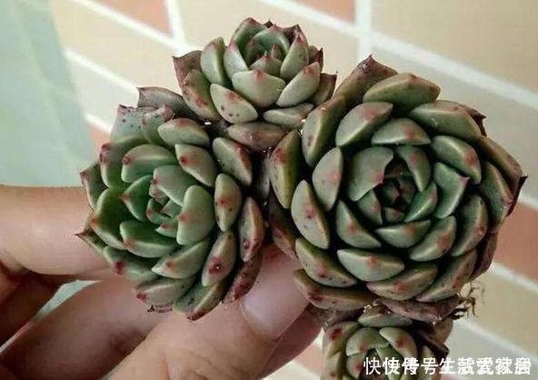 盆栽|多肉植物''夏必死''摸清5个门道，新手花友入手不再犯愁