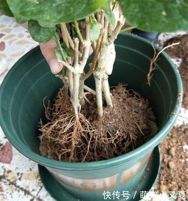 花市|花市上的茉莉“满头花苞”，花香浓，原来是“这样”养出来的