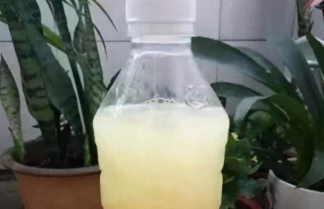 家有“3样废物”养花不用买肥料,知道为什么、该怎么用吗?