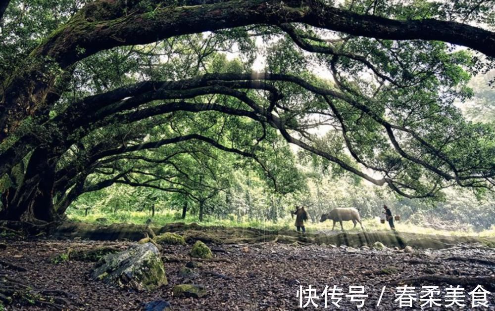 汪梦&如何游子不思家,十首思家的诗词,读完让人热泪盈眶!