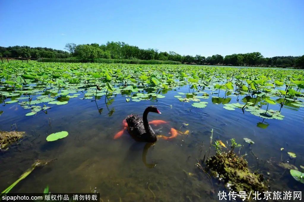 地铁4号线|太壮观了！10万尾金色锦鲤齐聚北京这座皇家园林，再现昔日御园盛景！