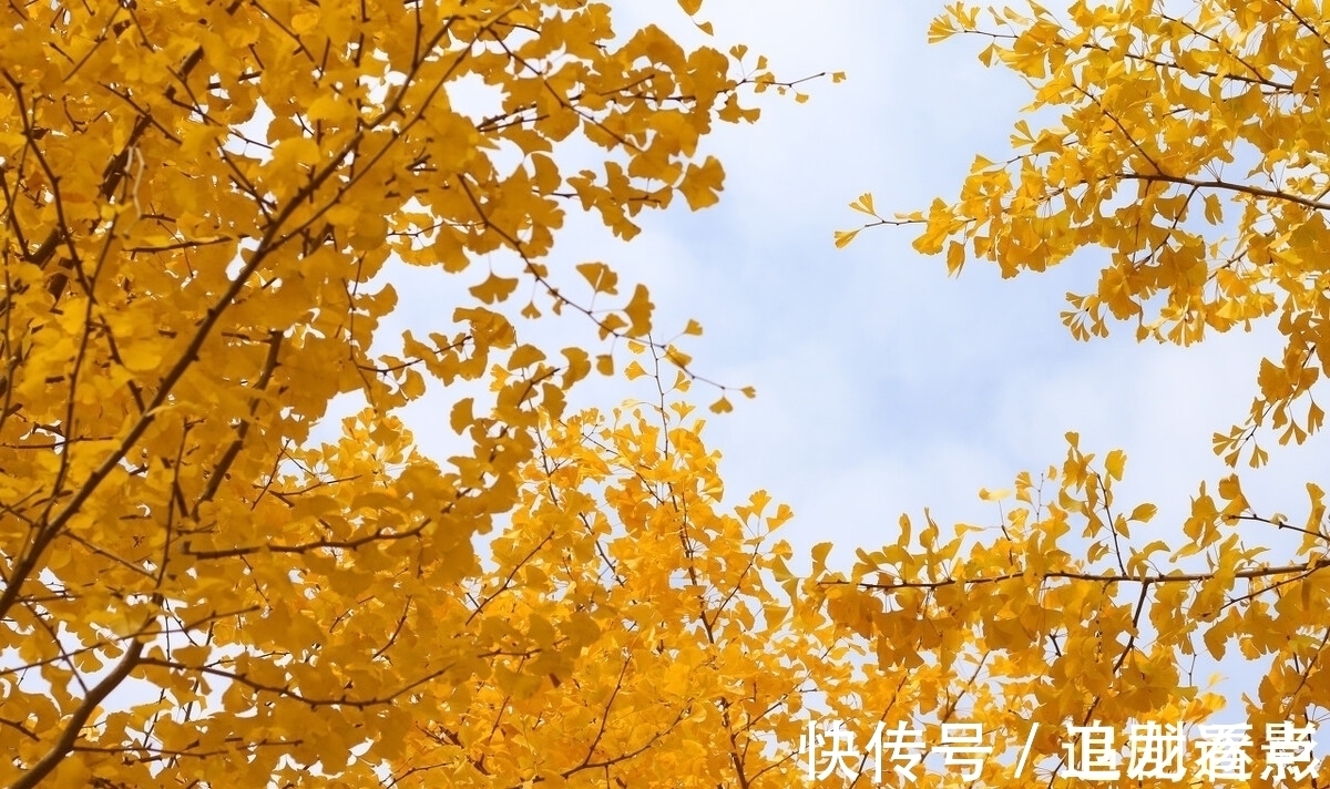 才子&郑板桥感怀秋意萧瑟,抒写了一首七绝,词美意丰,结尾更令人赞赏