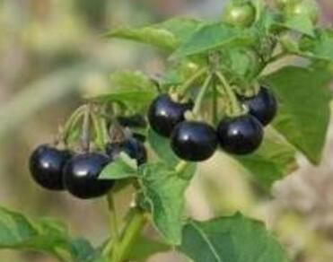 这种花是“解毒高手”,家里养一盆,再也不怕“小病小灾”