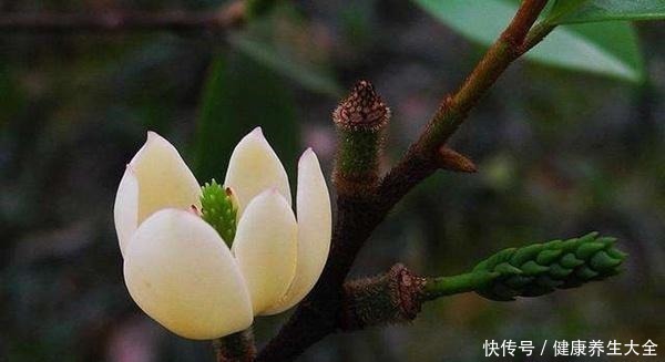 偶一|人称“天下第一香”！家里养一盆，芳香四溢精神好！