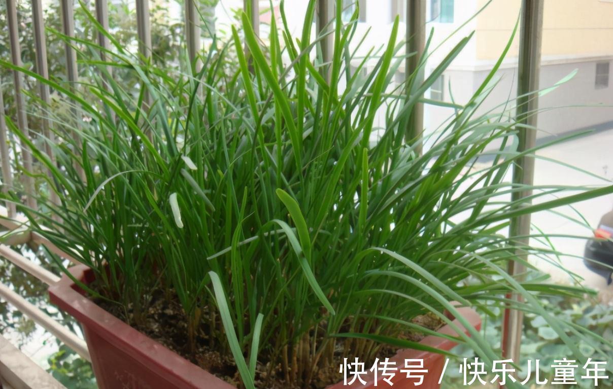 栽种|5步教你盆栽韭菜,根根粗壮“像小葱”,过年割了,包饺子