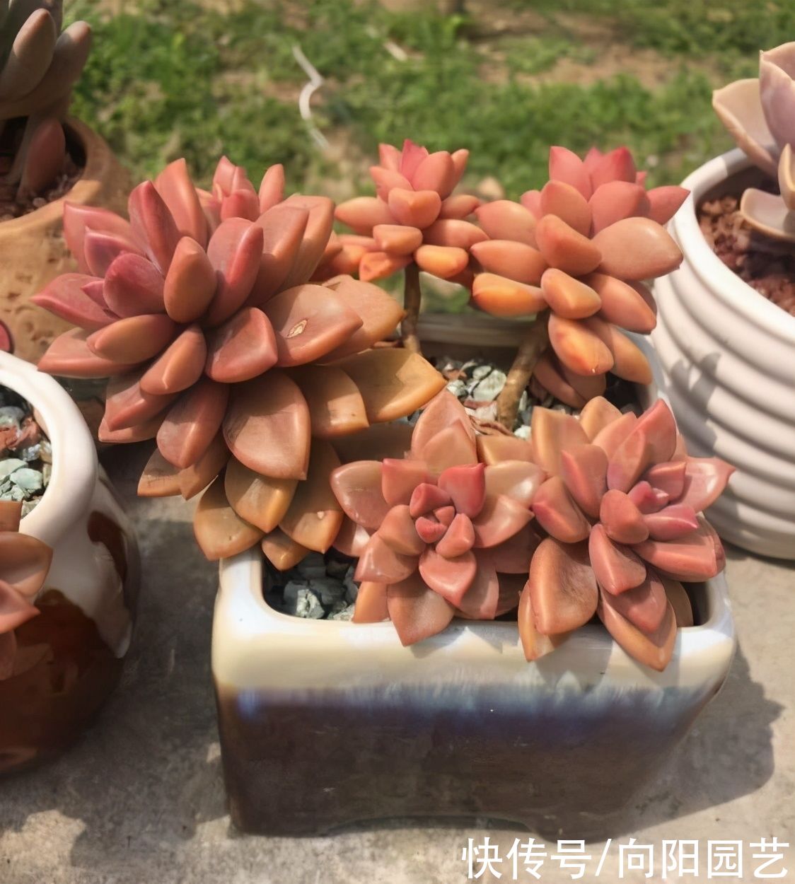  根系|冬季养多肉，想让肉肉更饱满，用“小盆”养，棵棵肥胖可爱