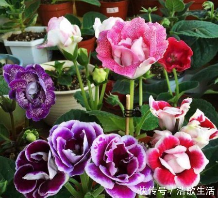 大岩桐花|3种花，都是开花小能手，养在家里繁花似锦，清新脱俗，懒人最爱