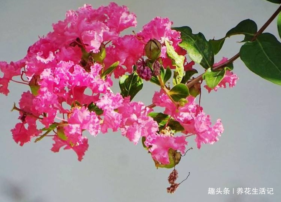 家中养紫薇花，“4个”方面把控好，开花“爆盆”花色艳丽！