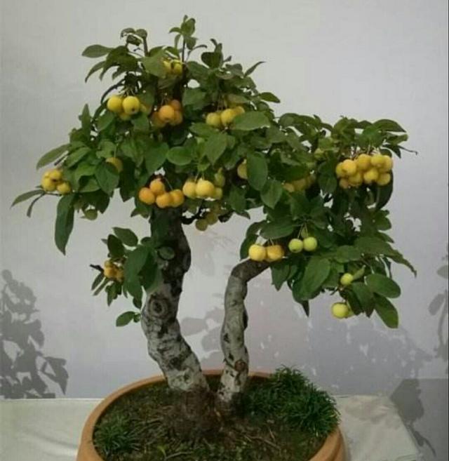 冬红果被制作成盆景后,原来也可以这么美观