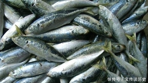 食用巴浪鱼|一次能捞几千斤，一年四季抓不完，儿时当下饭菜，4元一斤很便宜