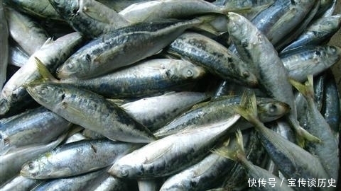 食用巴浪鱼|一次能捞几千斤,一年四季抓不完,儿时当下饭菜,4元一斤很便宜