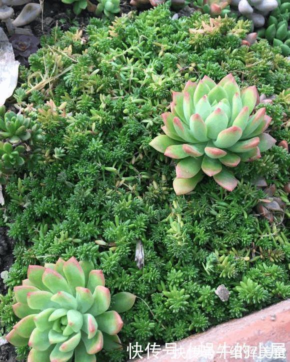 多肉没有高低贵贱，肉友的水平却有高低