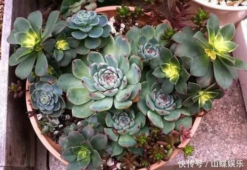 叶子|养多肉植物,做到此3点,叶子圆润如珍珠,色似糖果五颜六色