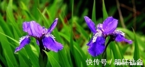 野草|农村常见的野草,遇到请珍惜,能治脱发、白发,很珍贵的!