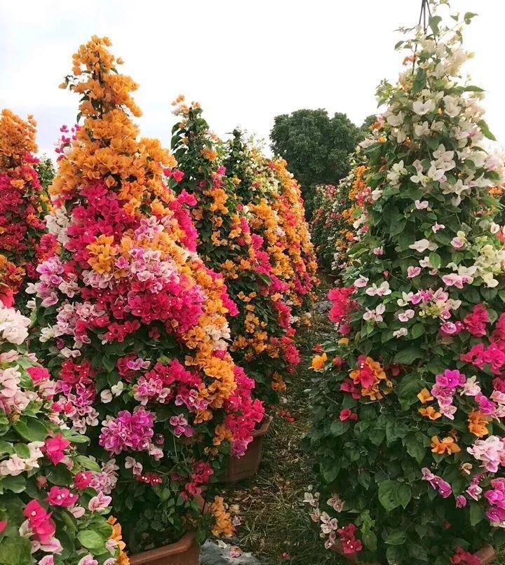 长寿|一棵长寿的花,124个花箭,开花,锅盖打开的方法